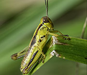 Grasshoppers
